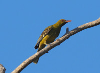 East Point Mangrove Boardwalk